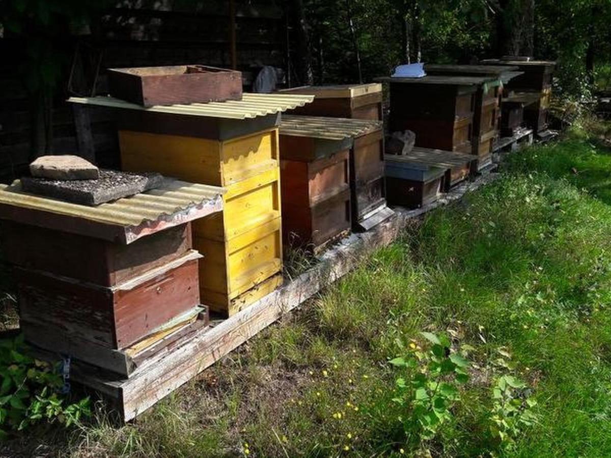 Ferienwohnung Haus zur Bienenweide Schömberg Exterior foto